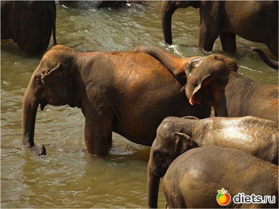 ������ ��������?, ������: ���-����� - "�������������� �����"