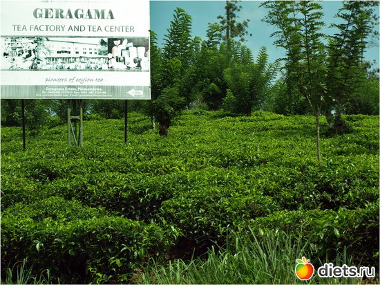 ������ ���������, ������: ���-����� - "�������������� �����"