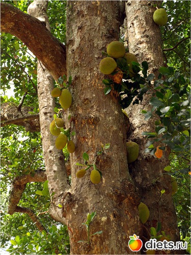 ���� � ���� ��� ����� �� ���, ��� ����� ����� ������ (Jackbaum), ������: ���-����� - "�������������� �����"