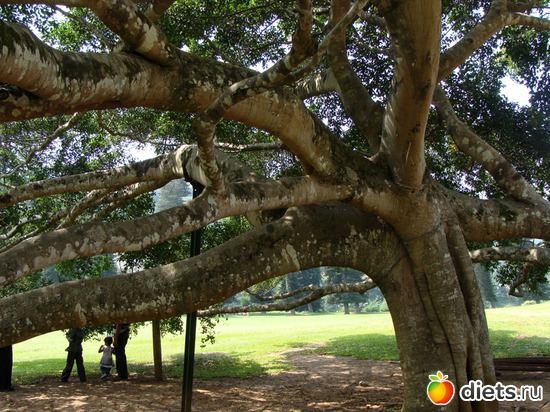 55 фото: Шри-Ланка - "благословенная земля"