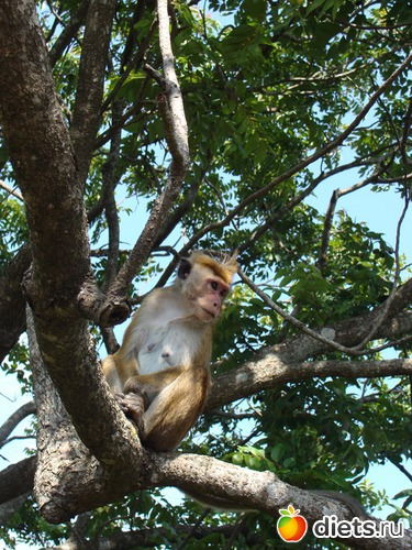 �������� ��������� ������� ����, ������: ���-����� - "�������������� �����"