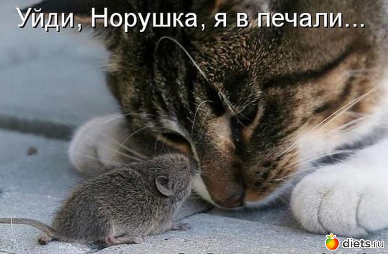 51 ����: �����������