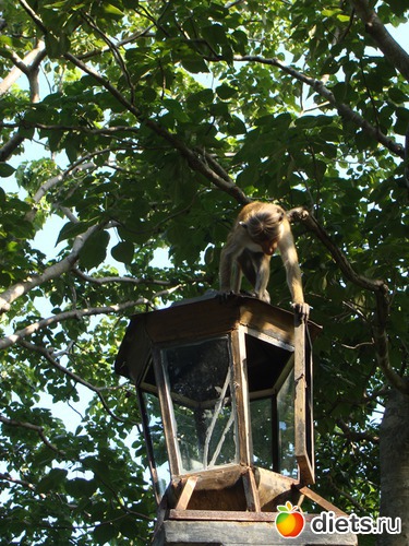 Дамбулла напомнила мне Город обезьян из "Маугли", так их там было много, альбом: Шри-Ланка - "благословенная земля"