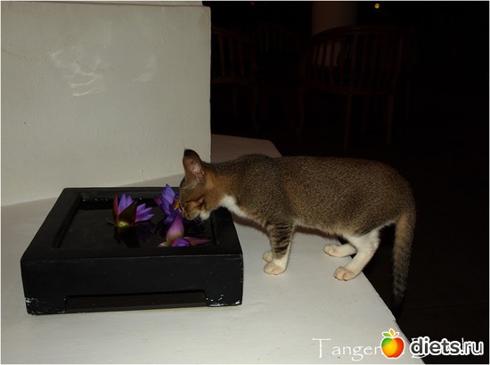 8 фото: Шри-Ланка - "благословенная земля"