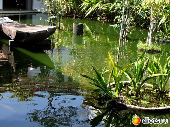 10 фото: Шри-Ланка - "благословенная земля"