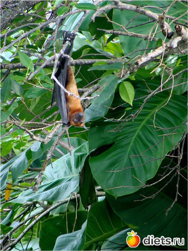 �������� ������, ������: ���-����� - "�������������� �����"