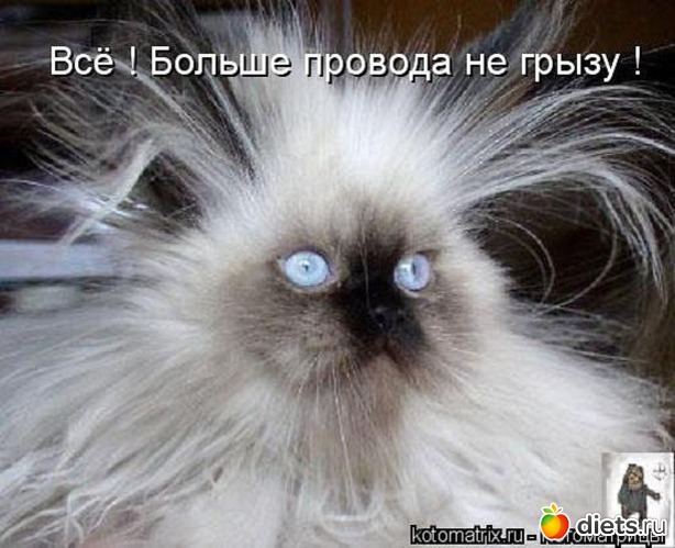 55 ����: �����������