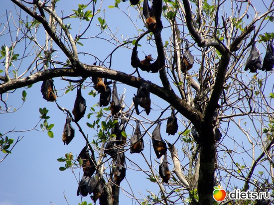 дневной сон летучих собачек :), альбом: Шри-Ланка - "благословенная земля"