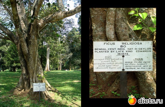 фикус религиоза - под таким на Будду снизошло озарение, альбом: Шри-Ланка - "благословенная земля"