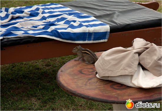 маленькие воришки носятся по пляжу, ничего не боятся, альбом: Шри-Ланка - "благословенная земля"