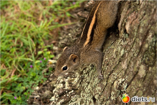 17 фото: Шри-Ланка - "благословенная земля"
