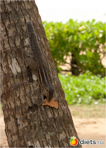 � �������, ������: ���-����� - "�������������� �����"