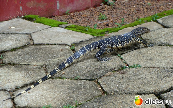 красавчик, альбом: Шри-Ланка - "благословенная земля"