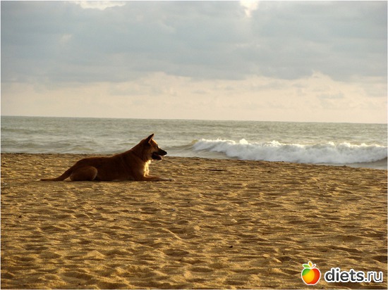 задумалась... или задумался :), альбом: Шри-Ланка - "благословенная земля"