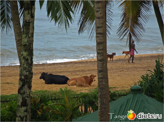 священное животное, гуляют везде, где могут пройти :), альбом: Шри-Ланка - "благословенная земля"