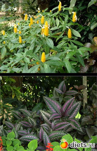 ��� � ��� ������ � ������ �� ����, ����� ������ �� ����, ������: ���-����� - "�������������� �����"