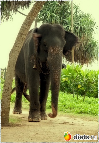 по улицам слона водили... вернее, по пляжу... желающие могли покататься и сфотографироваться, за плату, понятно..., альбом: Шри-Ланка - "благословенная земля"