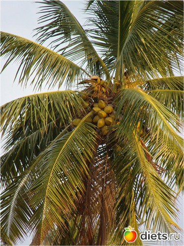 я на солнышке лЯжу, на орехи я гляжу :), альбом: Шри-Ланка - "благословенная земля"