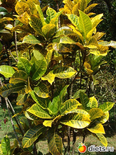 64 фото: Шри-Ланка - "благословенная земля"