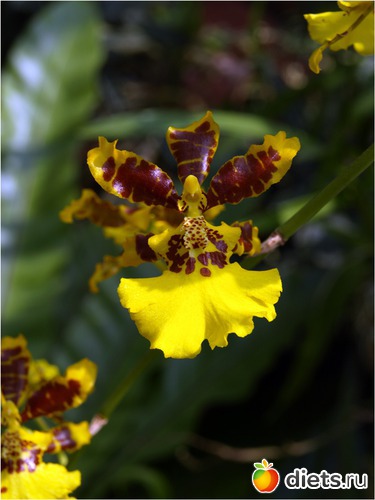 ���-���������� �������, ������: ���-����� - "�������������� �����"