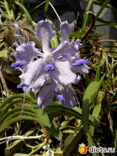 66 ����: ���-����� - "�������������� �����"