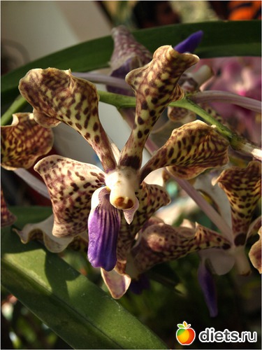 � ���� ������� ������ ������������� ������!, ������: ���-����� - "�������������� �����"