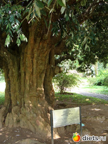 ��� ������ ������� ����� ������� - ������� ���� ������ ������� II, ������: ���-����� - "�������������� �����"