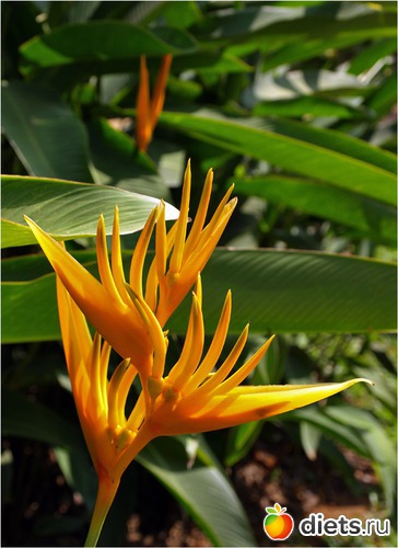 70 ����: ���-����� - "�������������� �����"