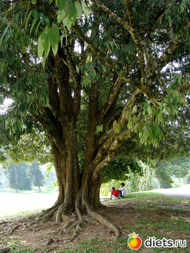 71 ����: ���-����� - "�������������� �����"