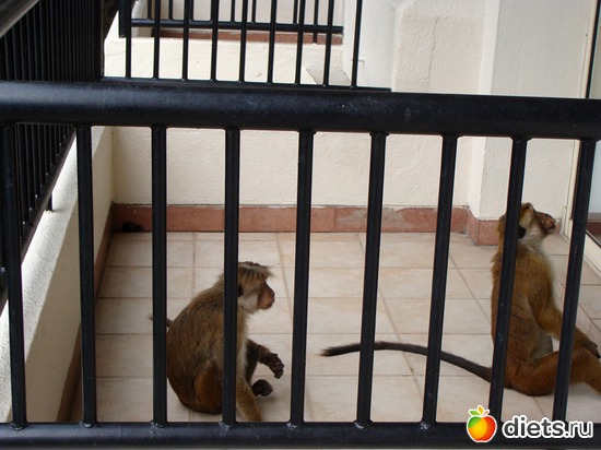 �����, �� ������ �� ����� � ����������� �����, � ��� ��� ���������� �����, ������: ���-����� - "�������������� �����"