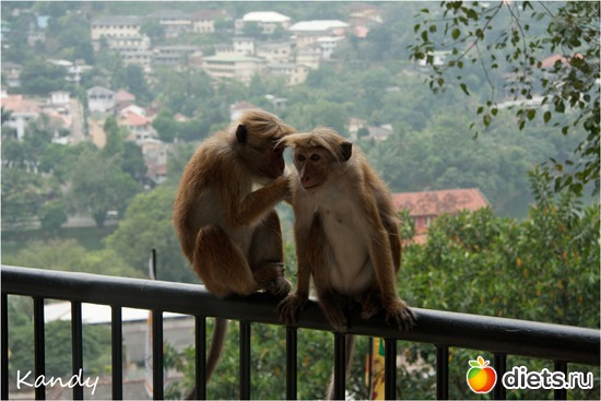 75 ����: ���-����� - "�������������� �����"