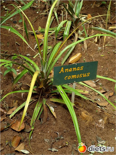 ��� ������ � ���������, ������ ������������ ����� ������� (�������) ������������ �������� ����, ������: ���-����� - "�������������� �����"