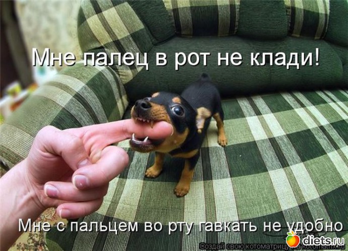 39 ����: �����������