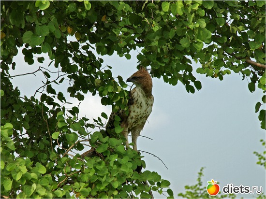 ����������� �� ������, ������: ���-����� - "�������������� �����"