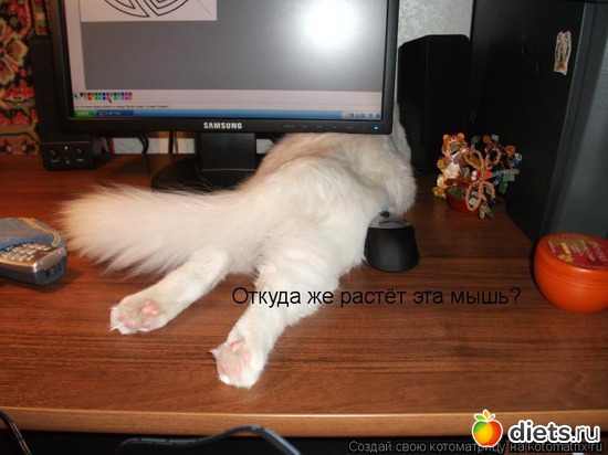 98 ����: �����������