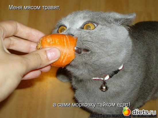 77 ����: �����������