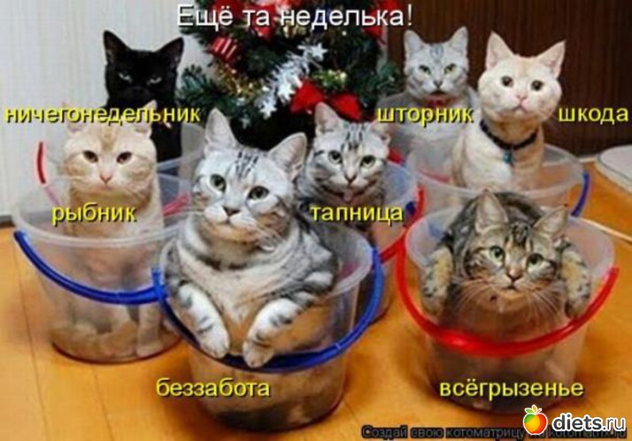 81 ����: �����������