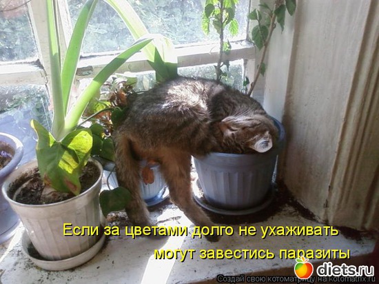 100 ����: �����������