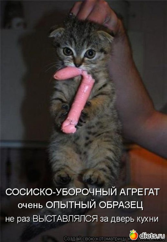 116 ����: �����������