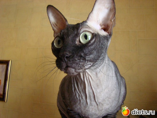 2 фото: Мое животное