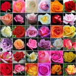 Диета 6 лепестков