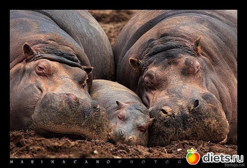 �������� �������