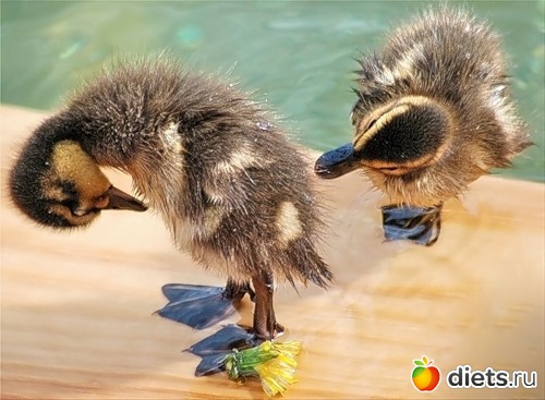 ��� ��� ��� ��������