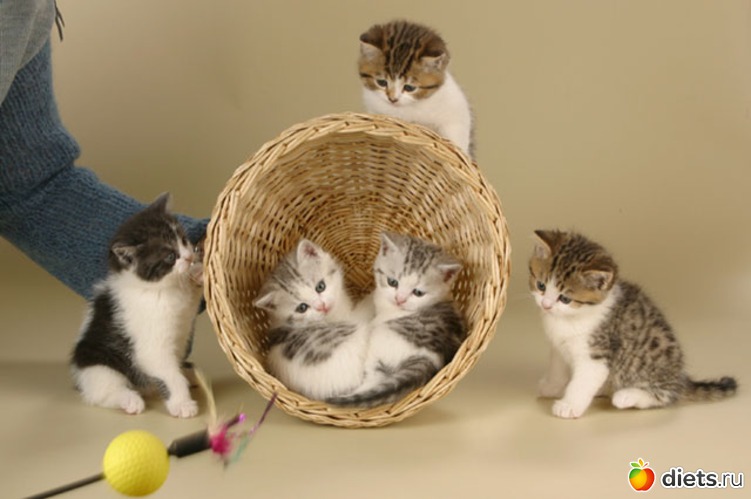 в большой семье не..., альбом: киски на диете