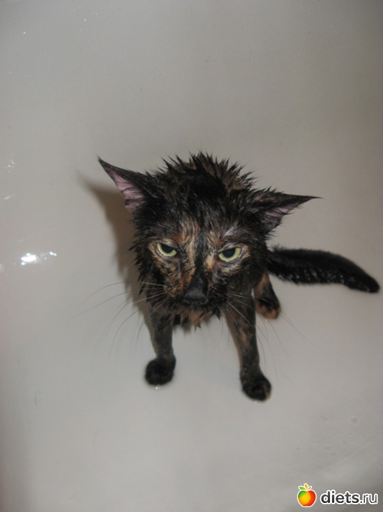 ����������, ������: ����� �� �����