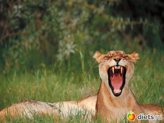 ����� �� �����!, ������: ����� �� �����