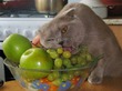 Гликемический индекс продуктов