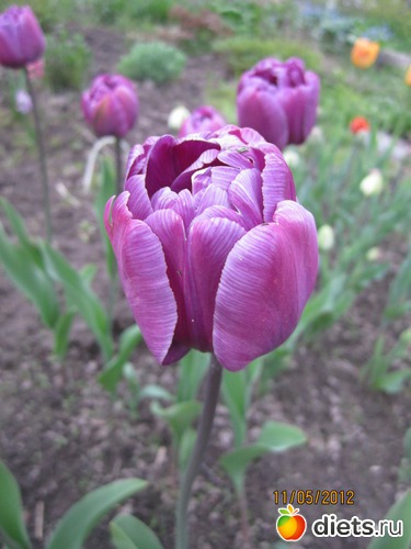 3 фото: Дача-ча-ча-ча.