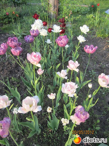 7 фото: Дача-ча-ча-ча.