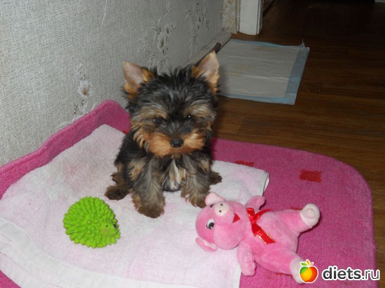 1 фото: Чудо на 4-ёх лапках Тори.